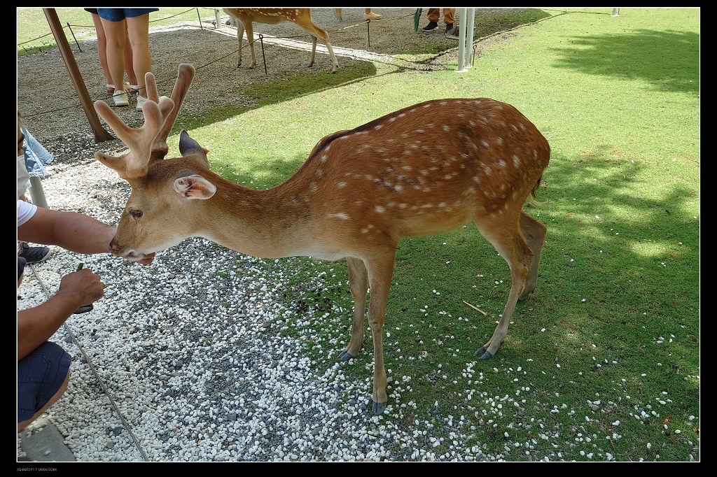 16梅花鹿1.jpg