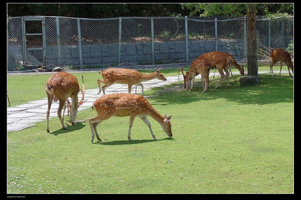 13鹿群.jpg