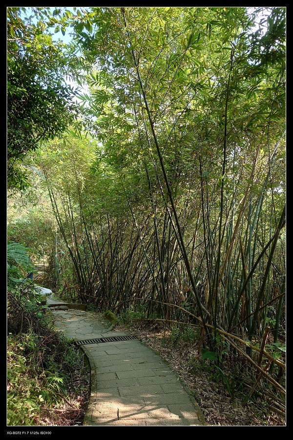 22竹林.jpg