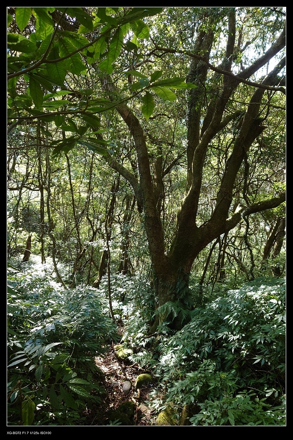 15原始步道.jpg 15原始步道.jpg