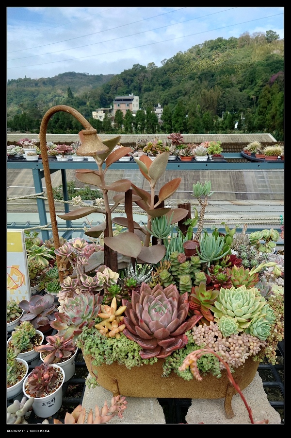 3多肉植物1.jpg 3多肉植物1.jpg