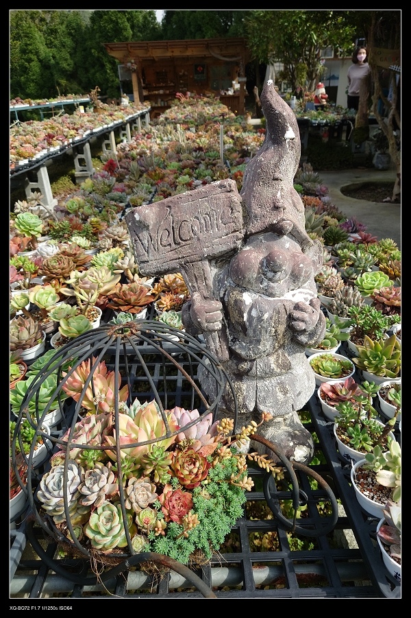 2多肉植物3.jpg 2多肉植物3.jpg