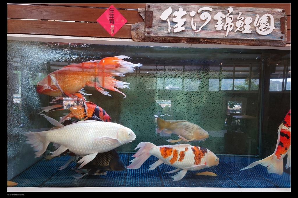 10錦鯉園.jpg 10錦鯉園.jpg