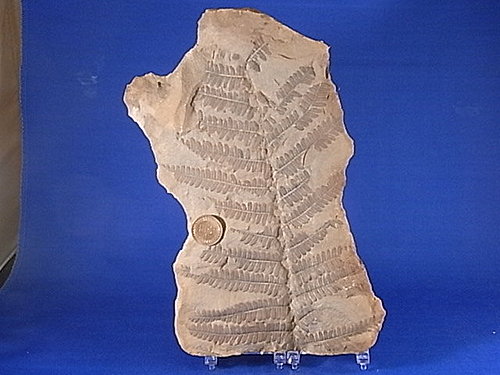 古生代植物介绍(2) @ 化石狂人志 :: 痞客邦 pixnet ::