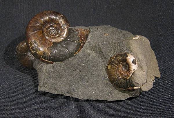 Eogaudryceras Acanthohoplites Euphylloceras Russia1