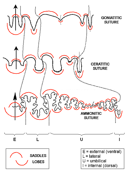 Ammonites_suture_terminology_english