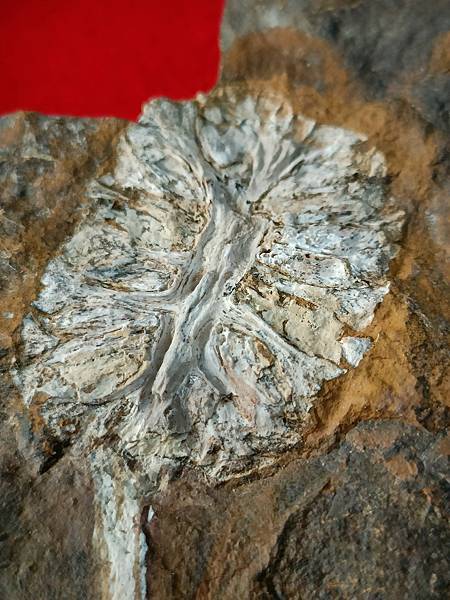 北達可達 毬果(售出)