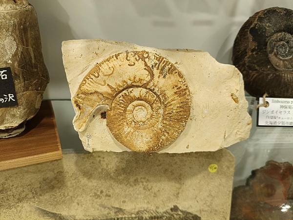 有側垂飾的蕭菲特旋菊石 有側垂飾的蕭菲特旋菊石