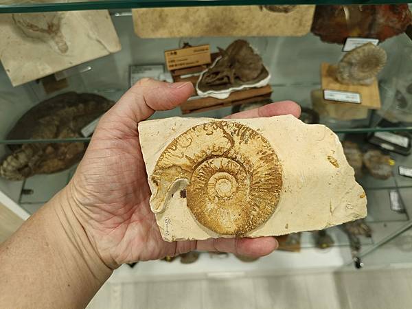 有側垂飾的蕭菲特旋菊石 有側垂飾的蕭菲特旋菊石