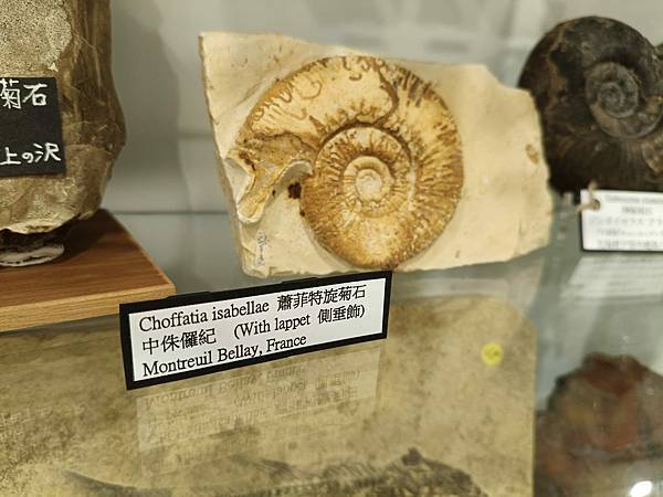 有側垂飾的蕭菲特旋菊石 有側垂飾的蕭菲特旋菊石