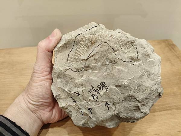 梯紋菊石的結核與清修(清修完成) 梯紋菊石的結核與清修(清修完成)