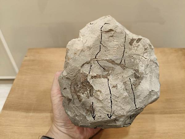 梯紋菊石的結核與清修(清修完成) 梯紋菊石的結核與清修(清修完成)