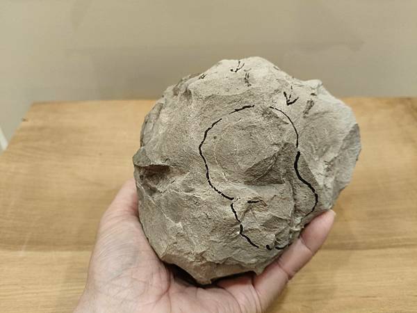 梯紋菊石的結核與清修(清修完成) 梯紋菊石的結核與清修(清修完成)