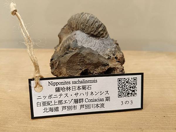 日本菊石的結核(全部清修完成) 日本菊石的結核(全部清修完成)