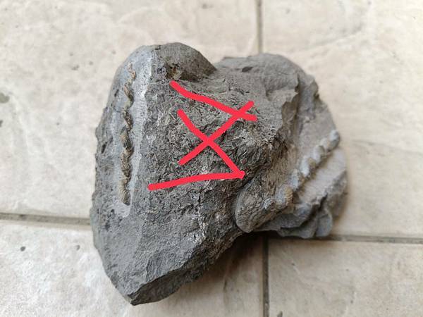 蛛絲菊石(清修完成,2件) 蛛絲菊石(清修完成,2件)