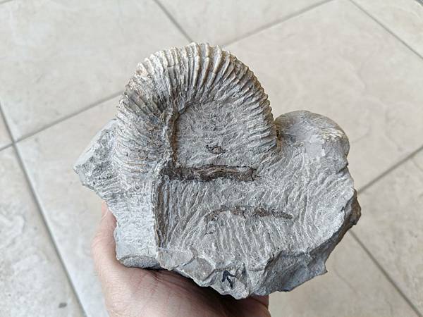 梯紋菊石的結核與清修(清修完成) 梯紋菊石的結核與清修(清修完成)