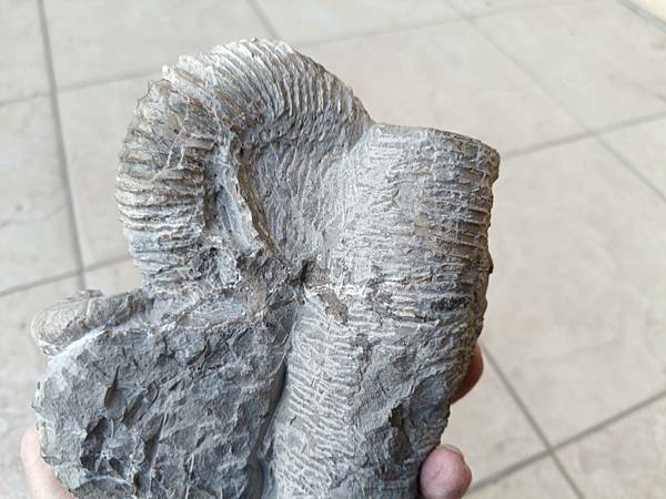 梯紋菊石的結核與清修(清修完成) 梯紋菊石的結核與清修(清修完成)