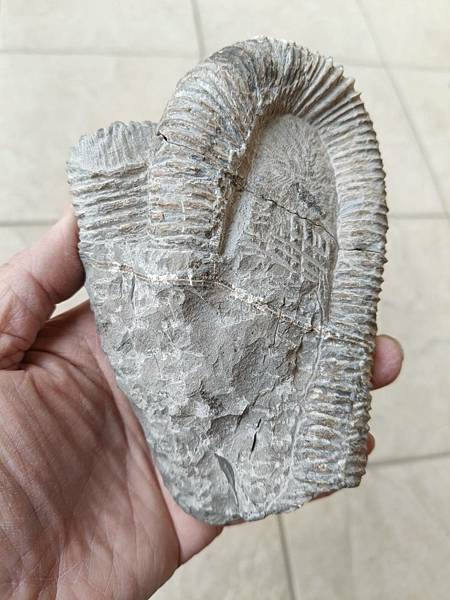 梯紋菊石的結核與清修(清修完成) 梯紋菊石的結核與清修(清修完成)