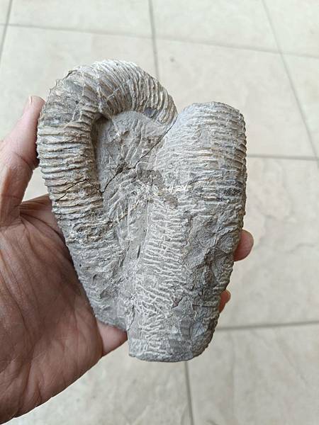 梯紋菊石的結核與清修(清修完成) 梯紋菊石的結核與清修(清修完成)