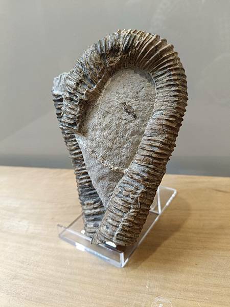 梯紋菊石的結核與清修(清修完成) 梯紋菊石的結核與清修(清修完成)