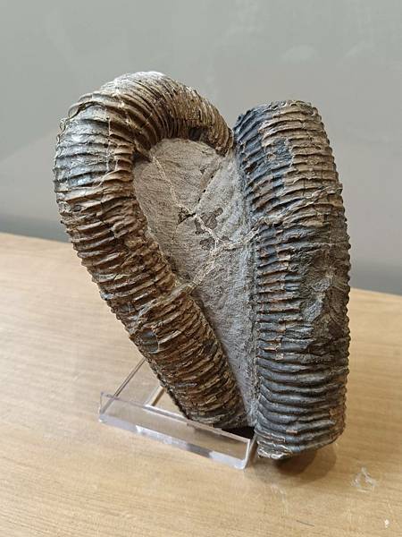 梯紋菊石的結核與清修(清修完成) 梯紋菊石的結核與清修(清修完成)