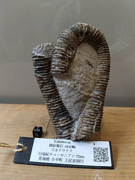 梯紋菊石的結核與清修(清修完成) 梯紋菊石的結核與清修(清修完成)