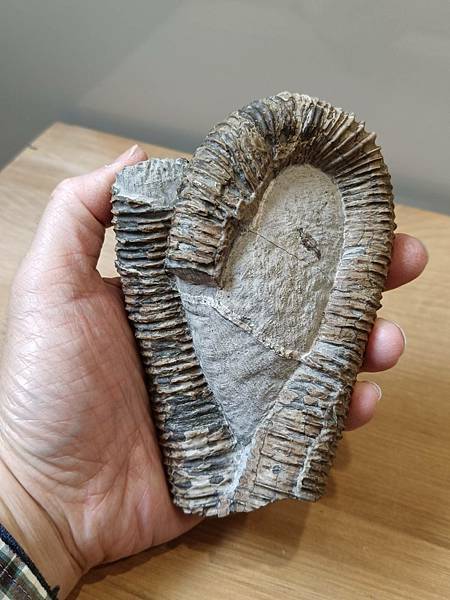 梯紋菊石的結核與清修(清修完成) 梯紋菊石的結核與清修(清修完成)