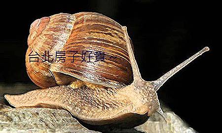 snail-21973.jpg