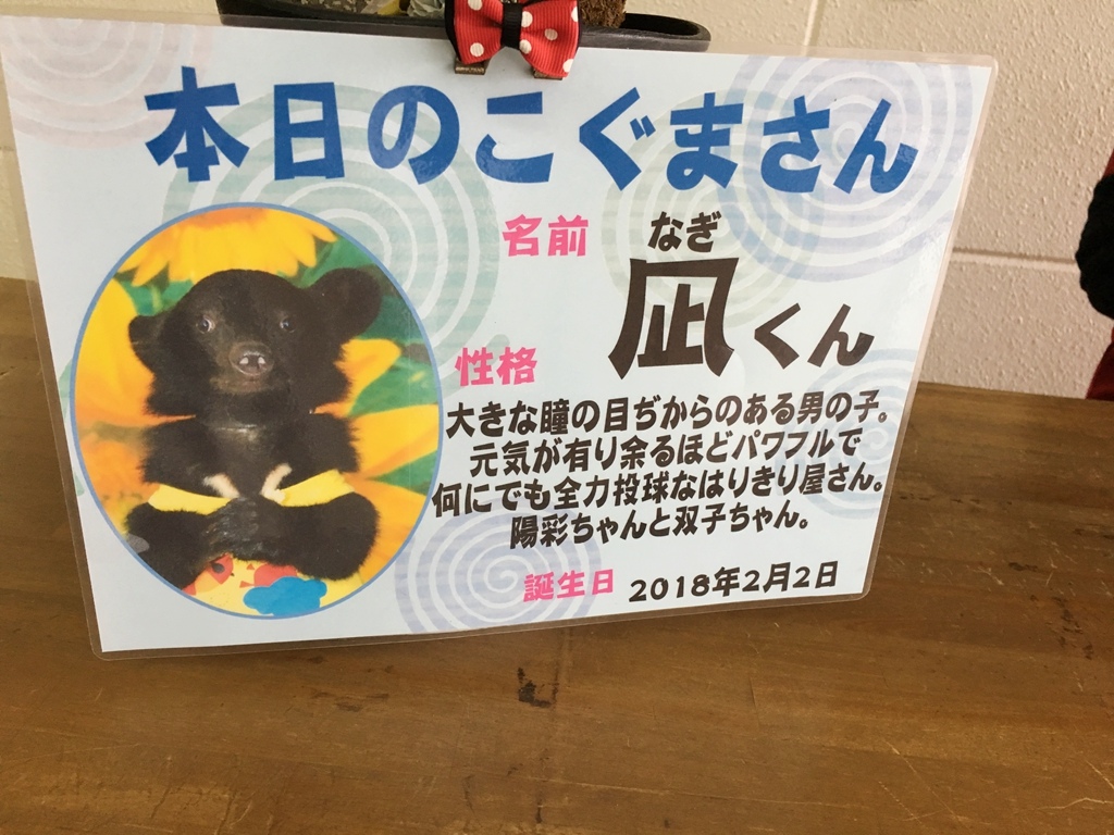 九州遊記 阿蘇市的雨天備案 阿蘇卡德利動物園 抱熊 餵企鵝 搭直升機上火山口 超不一樣的動物園 芙妮 跟著芙妮吃吃喝喝 史上最懶部落客
