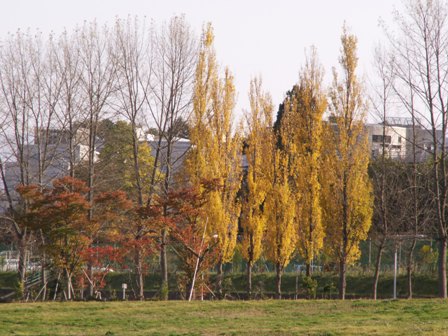 青森縣立美術館-秋景