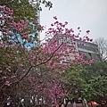 20110212-P1010293.JPG