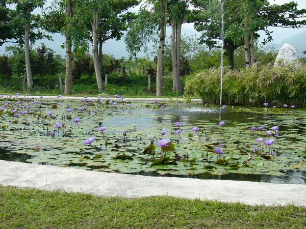 牧場內的蓮花池.JPG