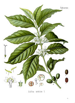 ArabicaCOFFEA-tree