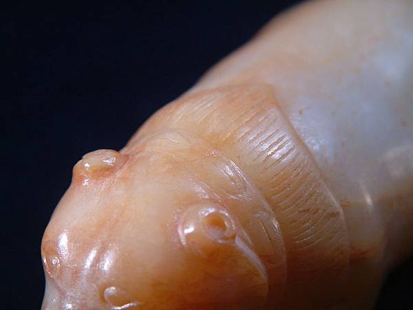 唐白玉肥貓 (3).JPG