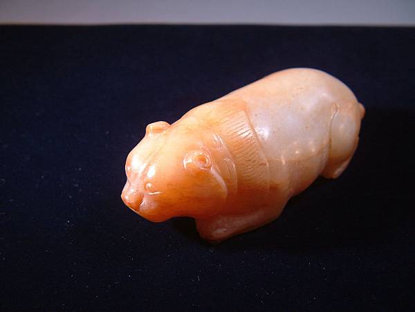 唐白玉肥貓 (1).JPG