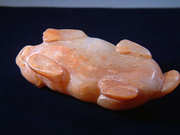 唐白玉肥貓 (7).JPG