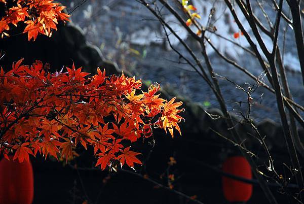 04梅園 (3-1).jpg 04梅園 (3-1).jpg