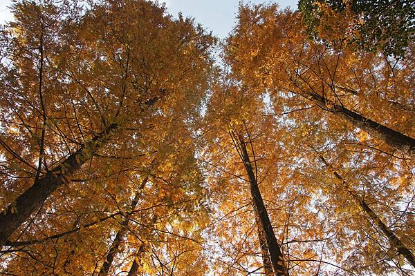 04梅園 (5-1).jpg 04梅園 (5-1).jpg