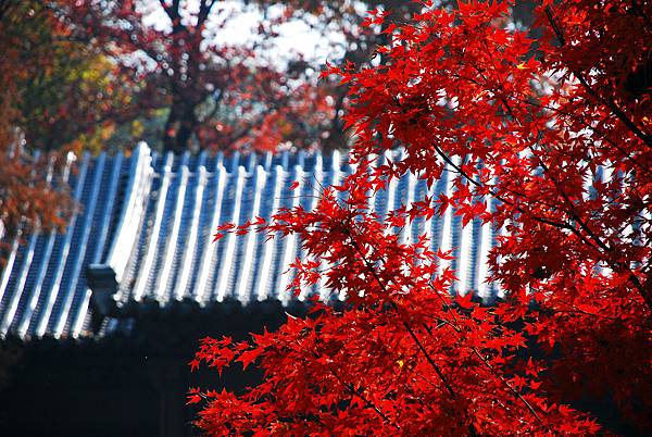 08棲霞山 (9-1).jpg 08棲霞山 (9-1).jpg