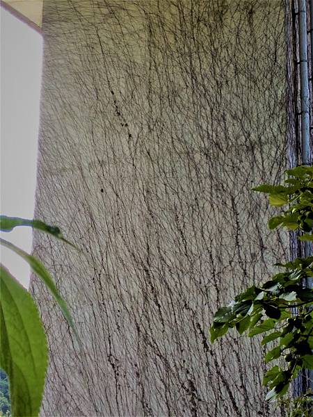 P_20180713_095918.jpg P_20180713_095918.jpg