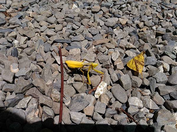 P_20180713_103615.jpg P_20180713_103615.jpg