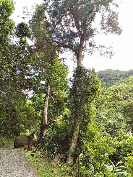 P_20180713_103216.jpg P_20180713_103216.jpg