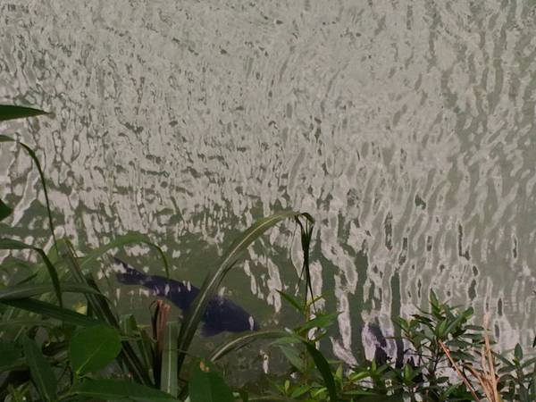 P_20180713_102648.jpg P_20180713_102648.jpg