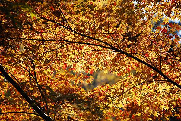 1000 (28).JPG 1000 (28).JPG