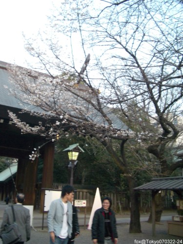 靖國神社一景＠3/23