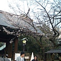 靖國神社一景＠3/23