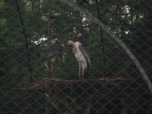 廣州動物園裡籠中的飛禽