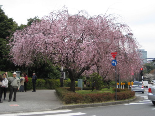 20090331 japan13.JPG