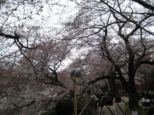 20090331 japan26.JPG