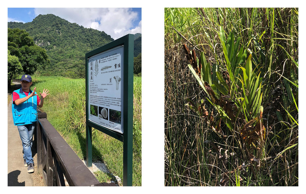 羅山泥火山與鬯蕨.jpg